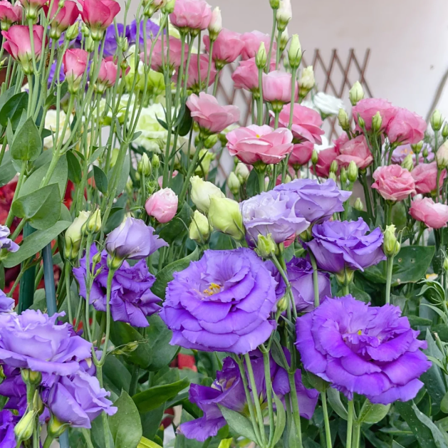 Lisianthus - Sincere Love