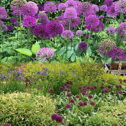 Allium Giganteum Ornamental Onion Flower