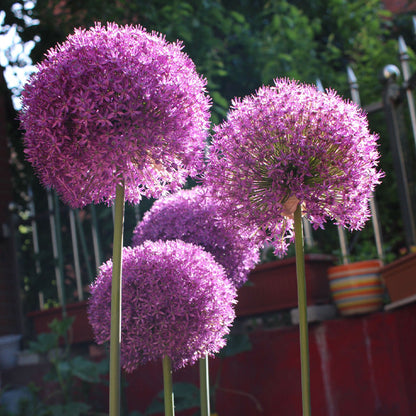 Allium Giganteum Ornamental Onion Flower
