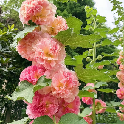 🌺Double Fragrant Hollyhock Seeds