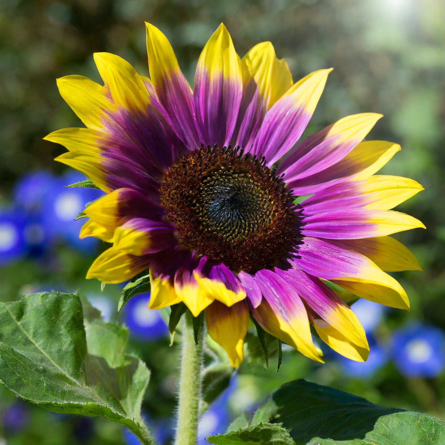 🌻Purple Heart Sunflower Seeds
