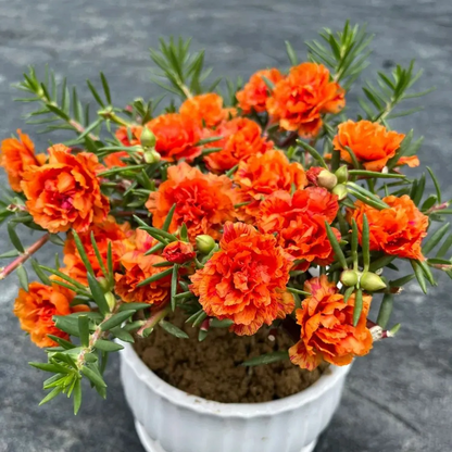 🌞🌸 Double Moss Rose – Extraordinary Beauty, Effortless Care 🌸🌞
