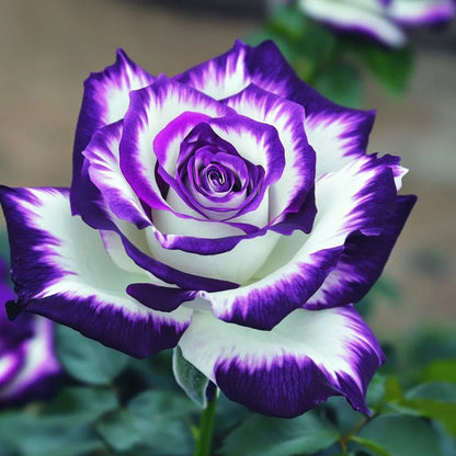 Rare Blue Moon Rose 🌌Multi-Colored Petal Lace Rose🌈🌹