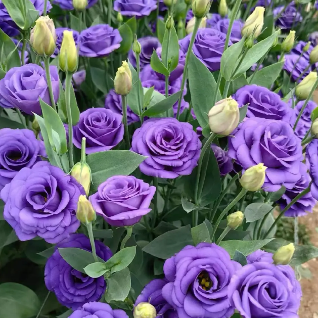 Lisianthus - Sincere Love