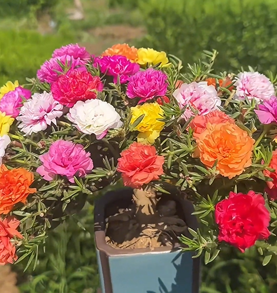 🌼10000 Pcs Muti-color double petal sunflower seeds