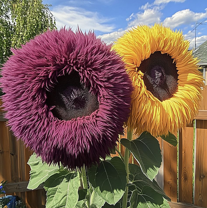 🌻 Adorable Giant Teddy Bear Sunflower 🔆