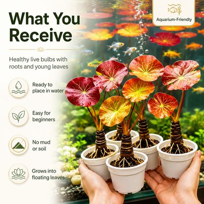 🌸 Hydroponic Lotus Planting Roots – Create a Beautiful Indoor Water Garden