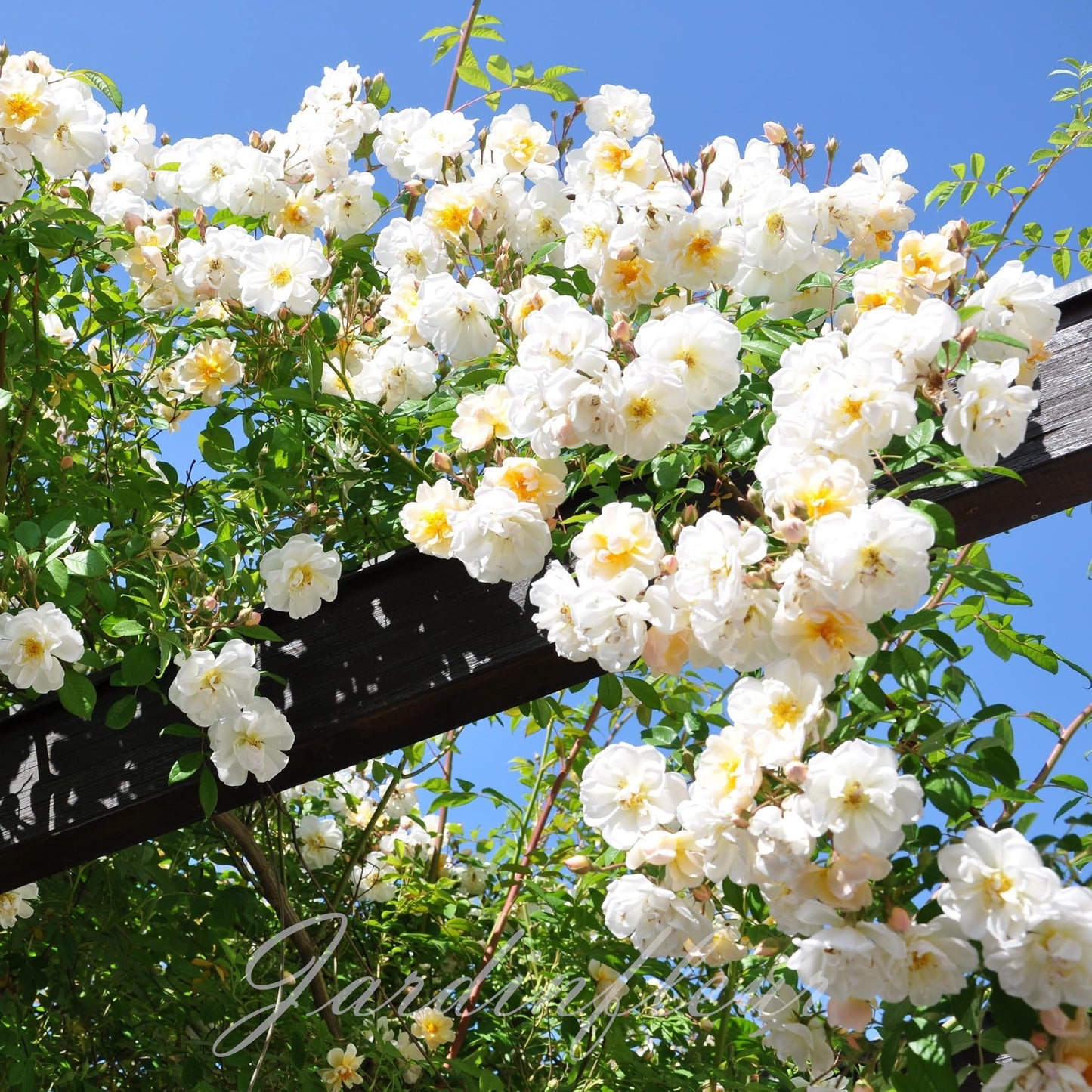 Climbing Rose Seeds