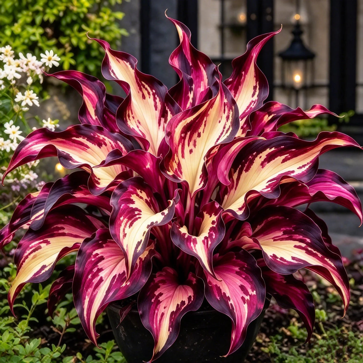🔥 Rare Fireburst Hosta Bulbs – Eye-Catching Flame-Like Multicolor Foliage