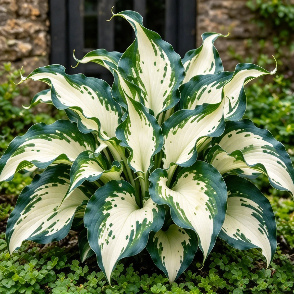 🔥 Rare Fireburst Hosta Bulbs – Eye-Catching Flame-Like Multicolor Foliage