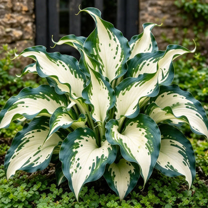🔥 Rare Fireburst Hosta Bulbs – Eye-Catching Flame-Like Multicolor Foliage