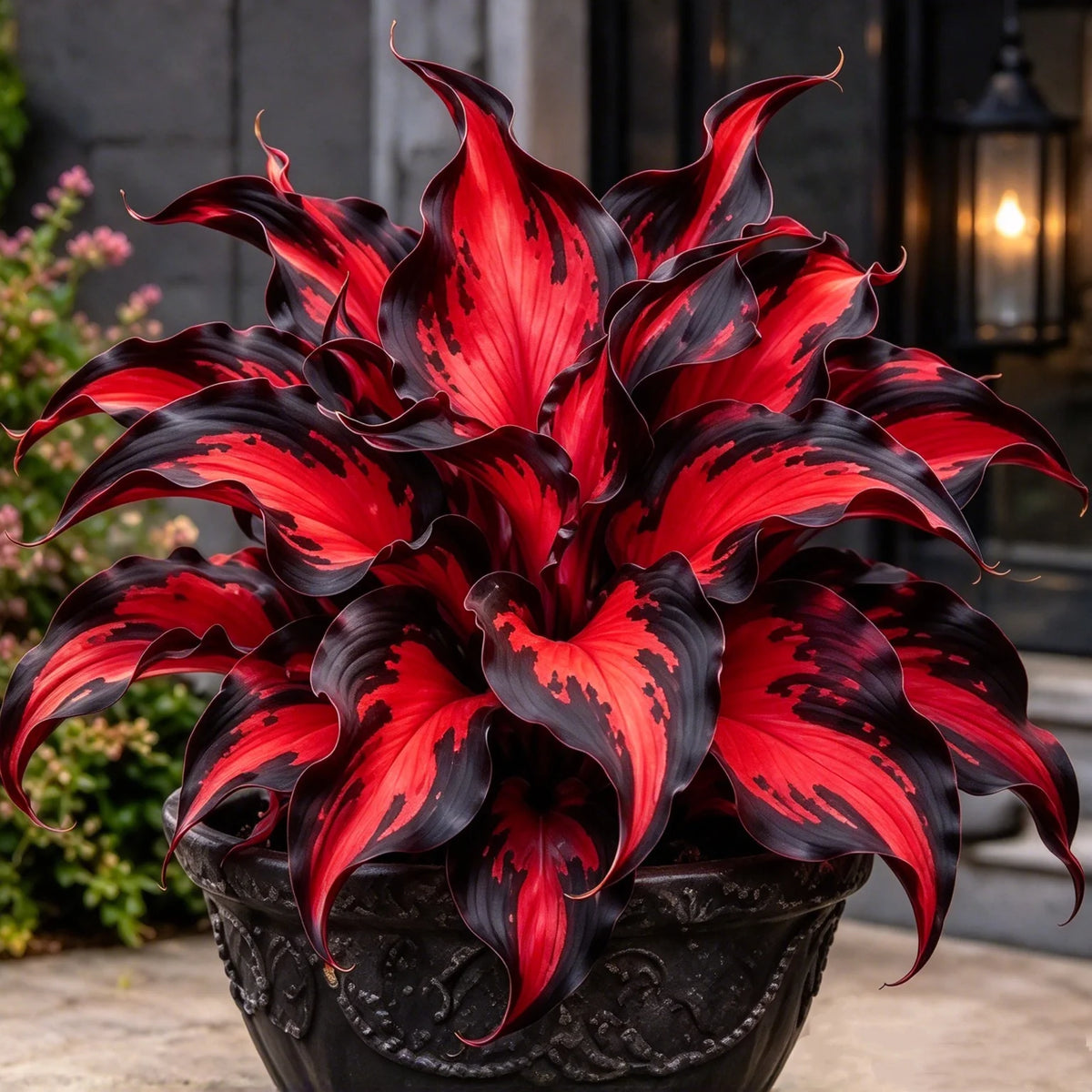 🔥 Rare Fireburst Hosta Bulbs – Eye-Catching Flame-Like Multicolor Foliage