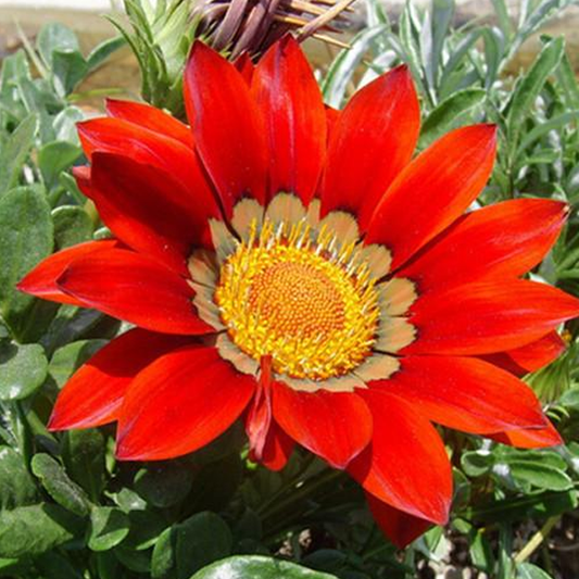 100 Seeds Gazania Coastal Rigens SunFlower Seeds
