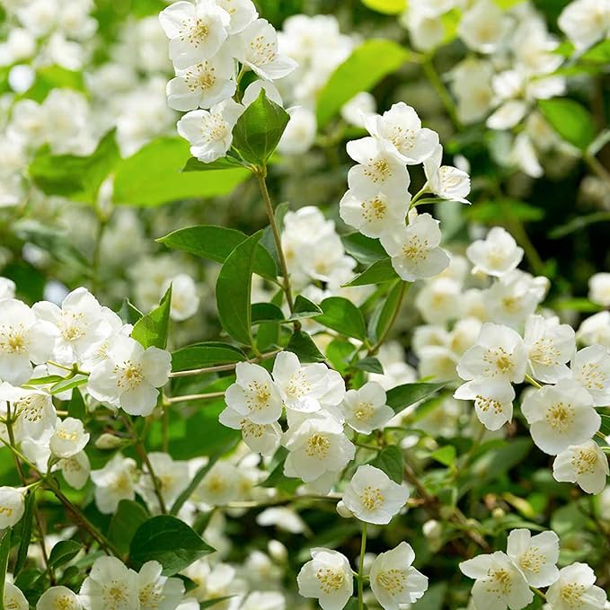 LAST DAY Promotion 49% OFF 🌸 Jasmine Potted Plant