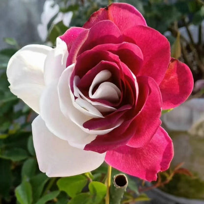 Rare Twin Roses - Seeds