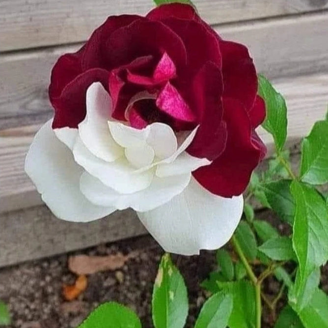 Rare Twin Roses - Seeds