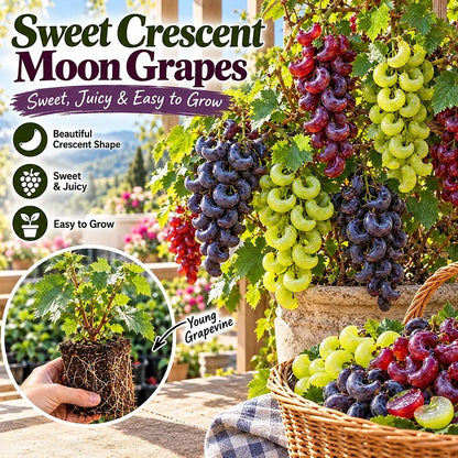 🍇 Rare Crescent Moon Grapes – Grow Stunning Moon-Shaped Grapes at Home!