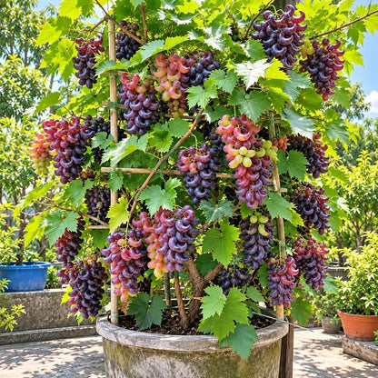 🍇 Rare Crescent Moon Grapes – Grow Stunning Moon-Shaped Grapes at Home!