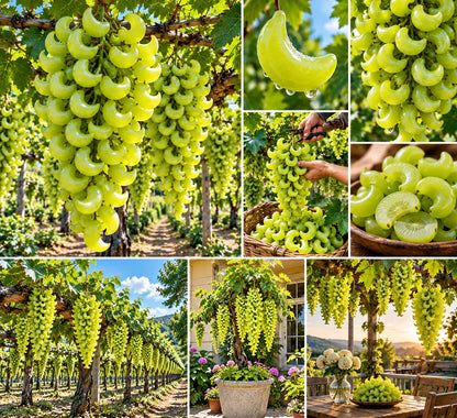 🍇 Rare Crescent Moon Grapes – Grow Stunning Moon-Shaped Grapes at Home!