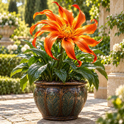 🌸 Giant Ribbon Lily Bulbs– Spectacular Curled Blooms for Water & Soil!