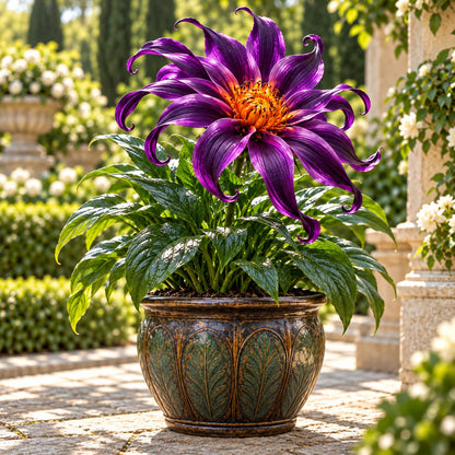 🌸 Giant Ribbon Lily Bulbs– Spectacular Curled Blooms for Water & Soil!