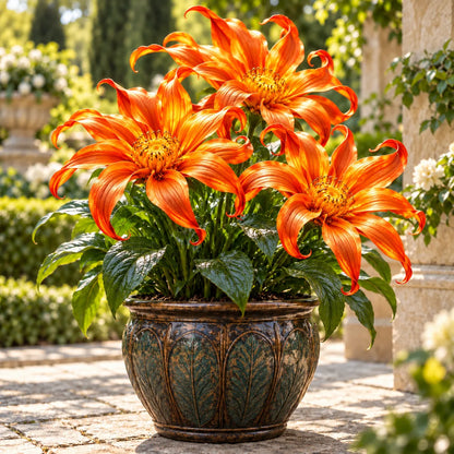 🌸 Giant Ribbon Lily Bulbs– Spectacular Curled Blooms for Water & Soil!