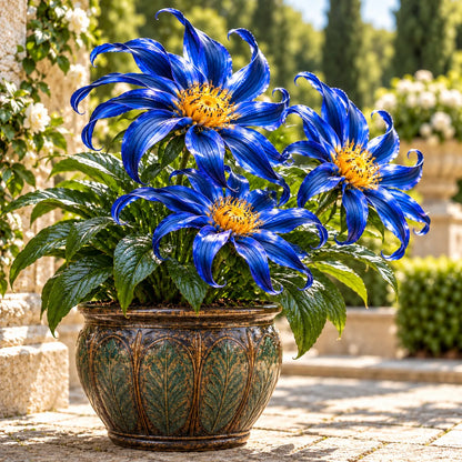 🌸 Giant Ribbon Lily Bulbs– Spectacular Curled Blooms for Water & Soil!