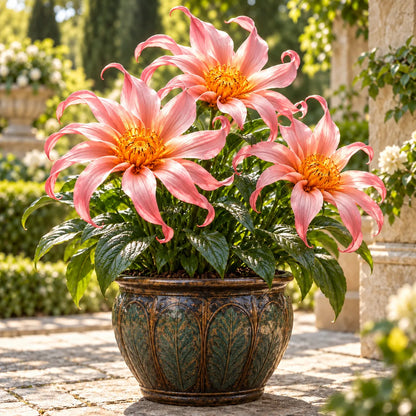 🌸 Giant Ribbon Lily Bulbs– Spectacular Curled Blooms for Water & Soil!