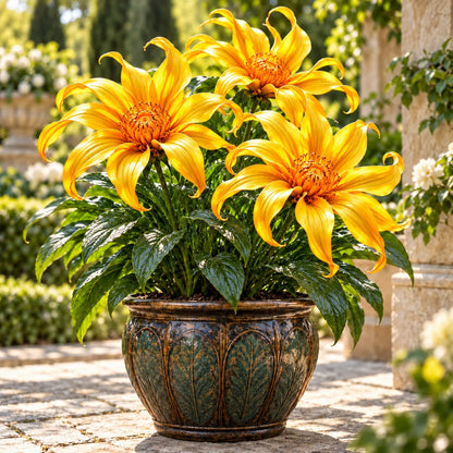 🌸 Giant Ribbon Lily Bulbs– Spectacular Curled Blooms for Water & Soil!