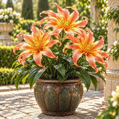 🌸 Giant Ribbon Lily Bulbs– Spectacular Curled Blooms for Water & Soil!
