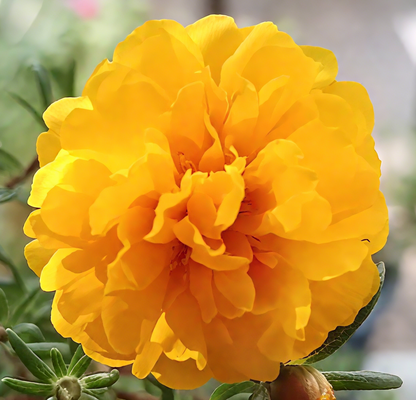 🌞🌸 Double Moss Rose – Extraordinary Beauty, Effortless Care 🌸🌞