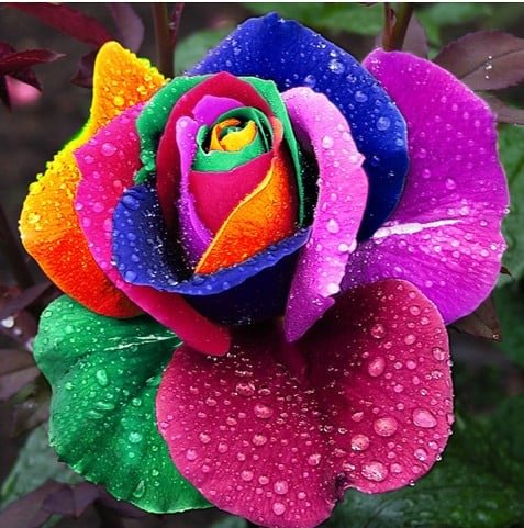 Rare Black Rose Seeds for Planting, Heirloom, No-GMO 200+ Beautiful Flower Seeds Home Garden Bonsai