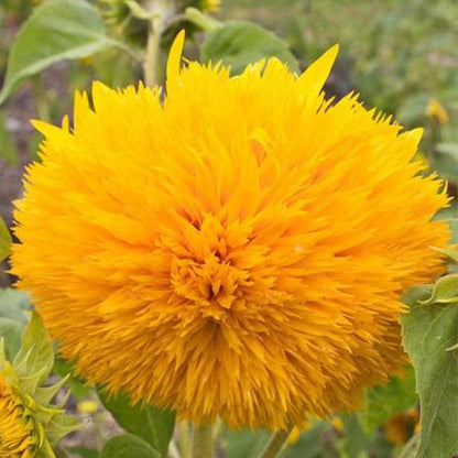 Teddy Bear Sunflower Seeds🌻🧸