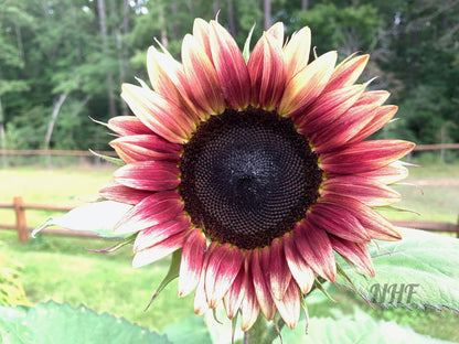 100 Pcs Strawberry Blonde Hybrid Sunflower Seeds
