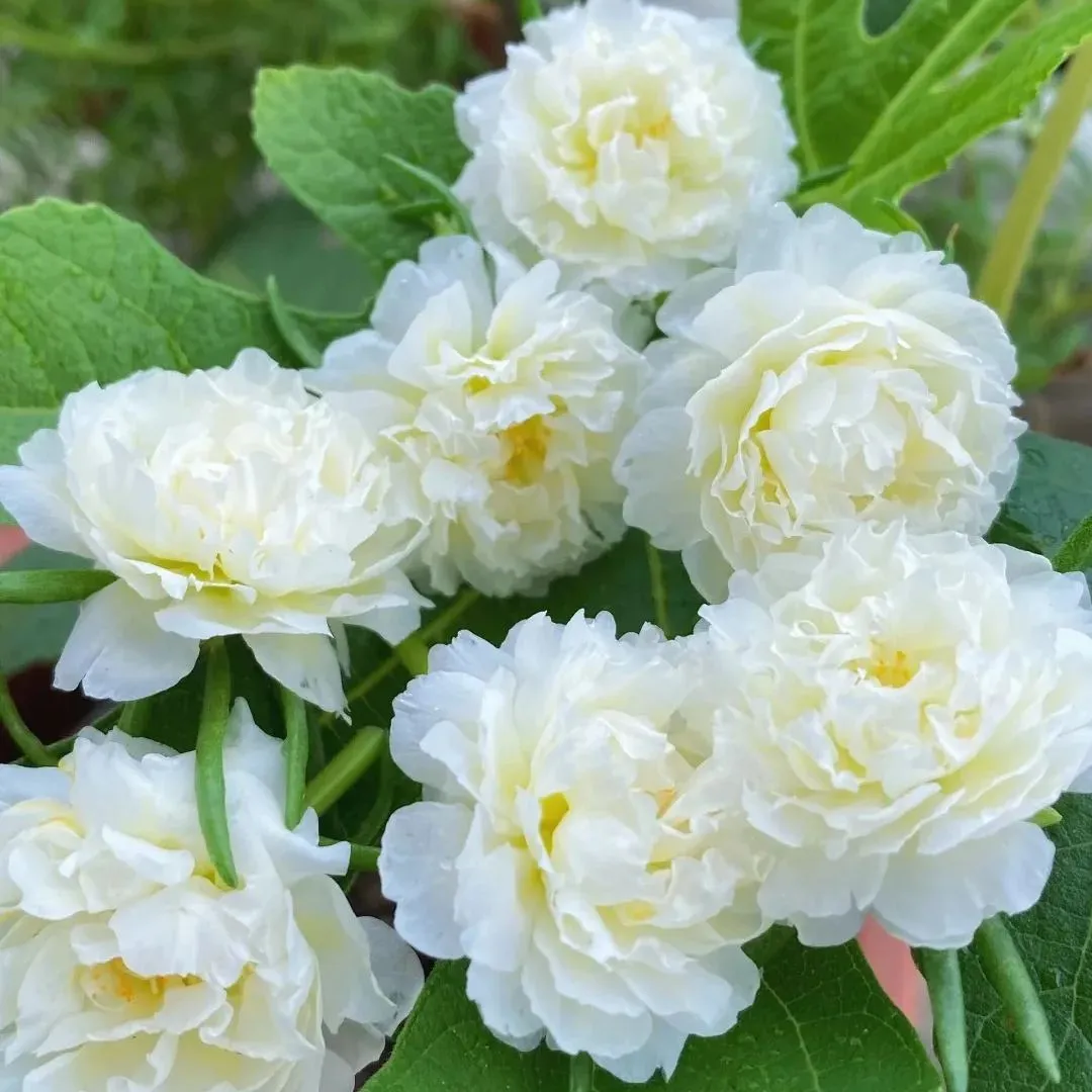 🌞🌸 Double Moss Rose – Extraordinary Beauty, Effortless Care 🌸🌞