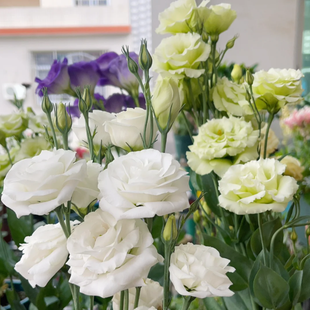 Lisianthus - Sincere Love