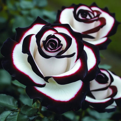🌈🌹Rare Blue Moon Rose 🌌Multi-Colored Petal Lace Rose