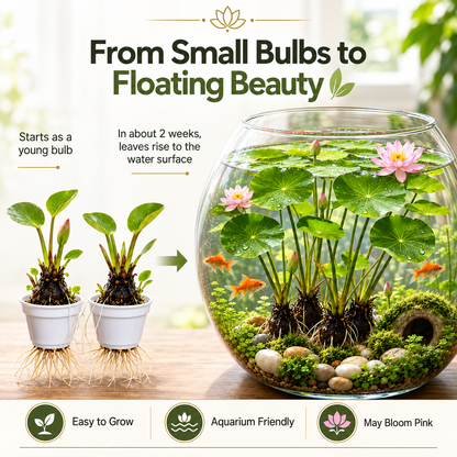 🌸 Hydroponic Lotus Planting Roots – Create a Beautiful Indoor Water Garden