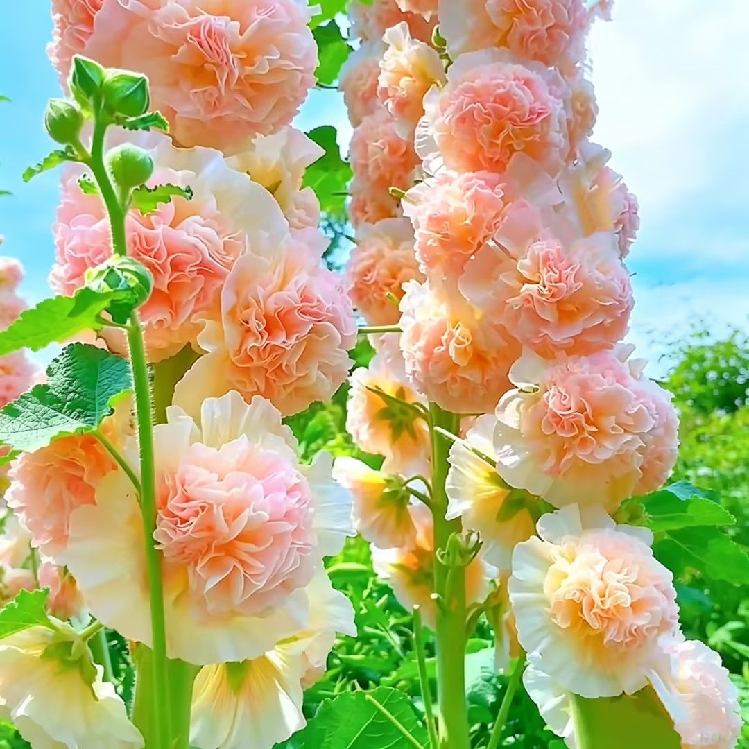 🌺Double Fragrant Hollyhock Seeds