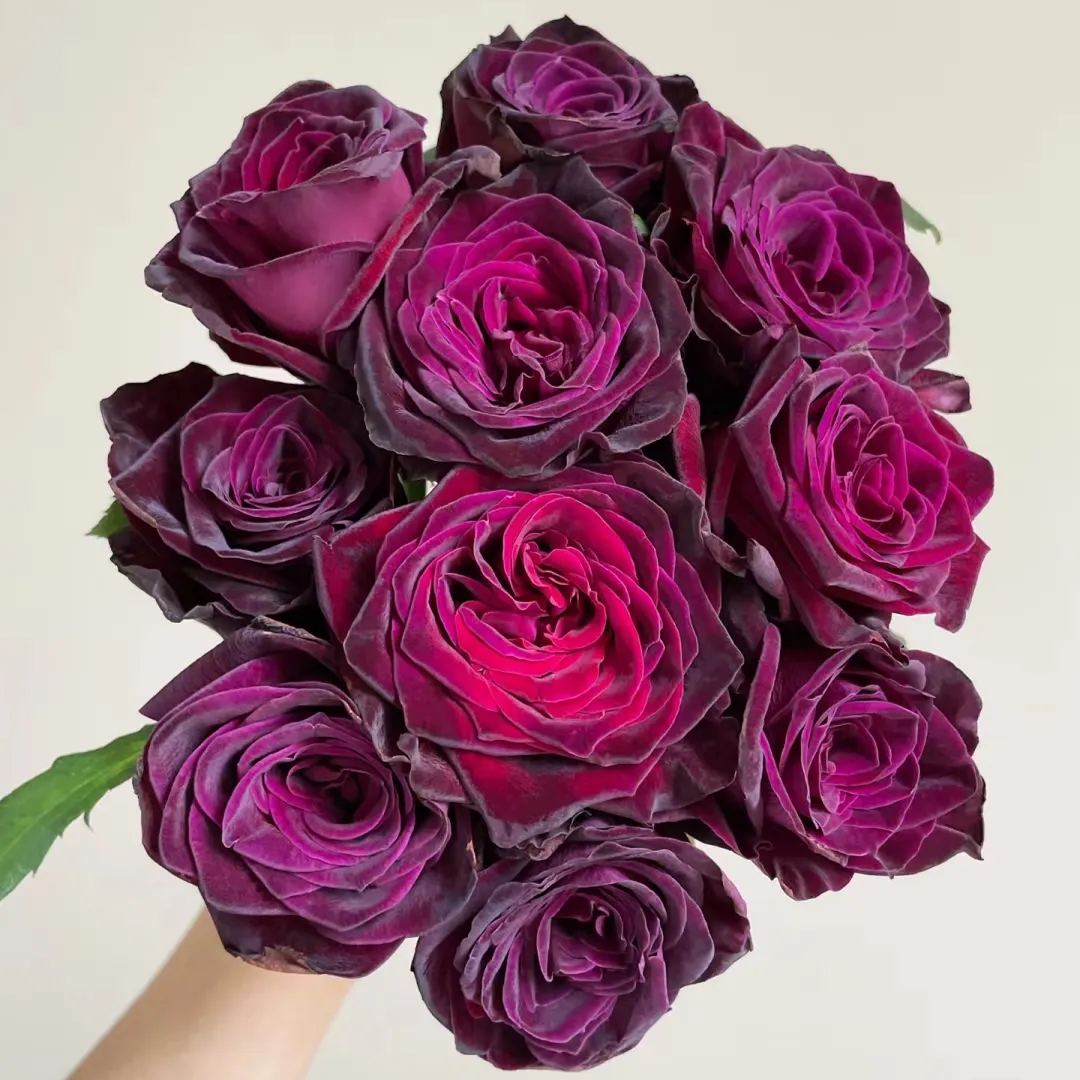 Black Buck rose