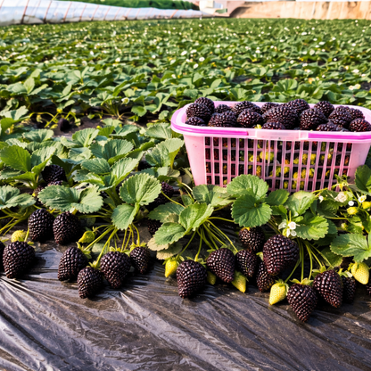 growing giant strawberries from seed Giant Black Diamond Strawberries Seeds – Sweet, Nutrient-Rich & Easy t –  Boseeds