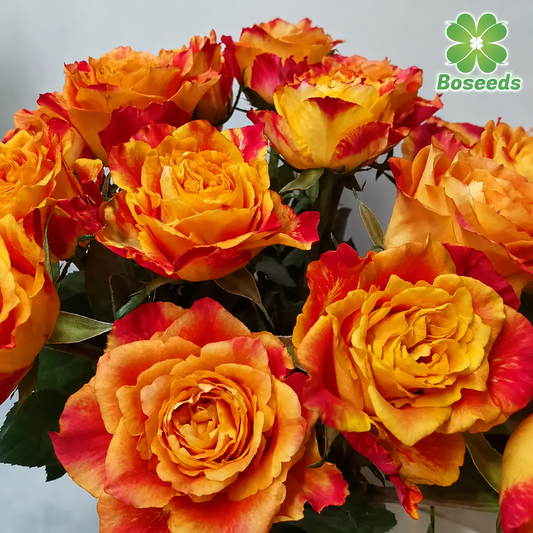 'Ode to Joy' Rose Seeds