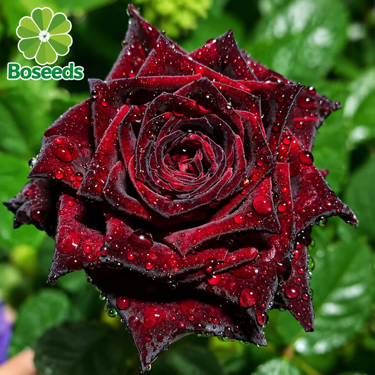 blue dragon rose seeds Blue Dragon Rose Seeds-Perennial -Authentic Seeds – Boseeds