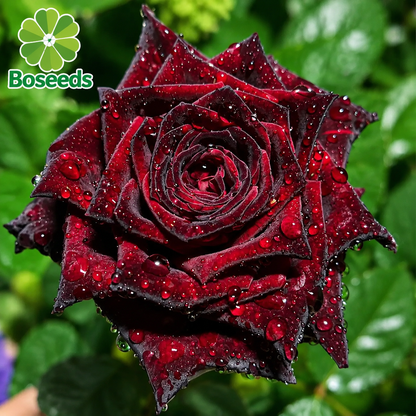 Black Buck rose