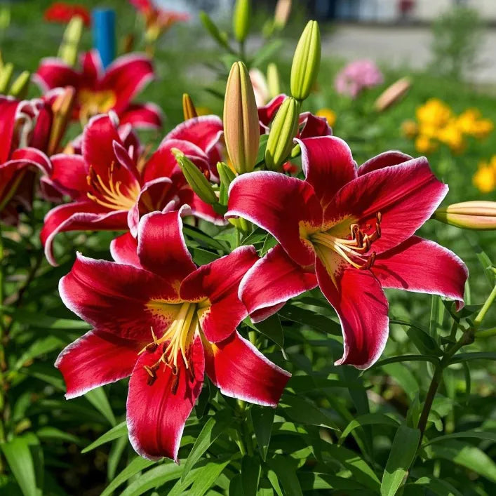 🌷Perfume Lily Bulbs—Fresh and Sweet