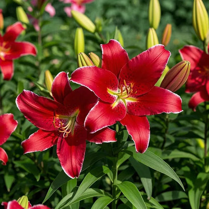🌷Perfume Lily Bulbs—Fresh and Sweet