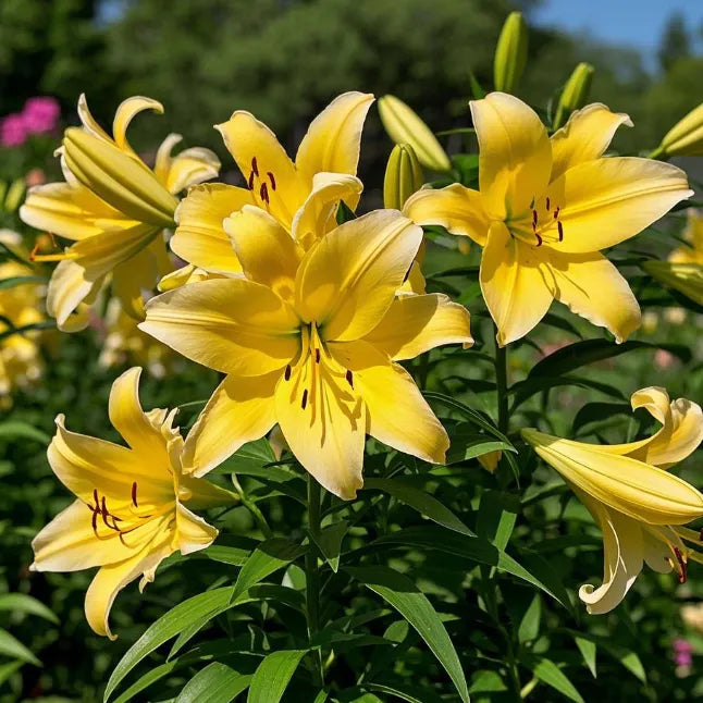 🌷Perfume Lily Bulbs—Fresh and Sweet