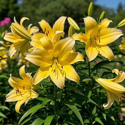 🌷Perfume Lily Bulbs—Fresh and Sweet