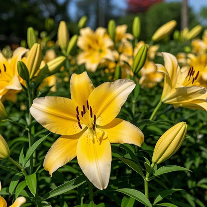 🌷Perfume Lily Bulbs—Fresh and Sweet