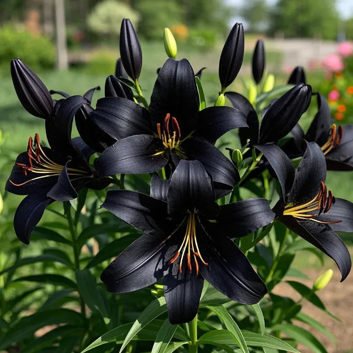 🌷Perfume Lily Bulbs—Fresh and Sweet
